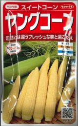 画像: 送料無料　[とうもろこし]　ヤングコーン　約90粒　(株)サカタのタネ　実咲450（002894）