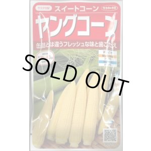 画像: 送料無料　[とうもろこし]　ヤングコーン　約90粒　(株)サカタのタネ　実咲450（002894）