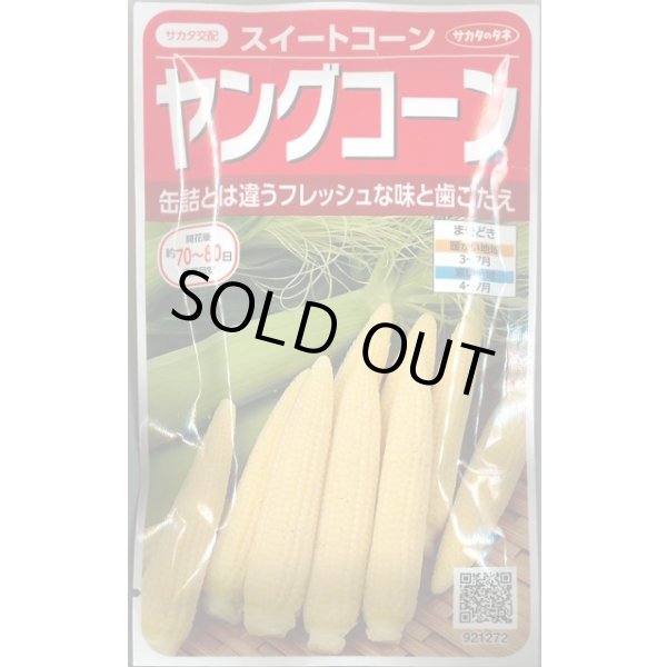 画像1: 送料無料　[とうもろこし]　ヤングコーン　約90粒　(株)サカタのタネ　実咲450（002894） (1)