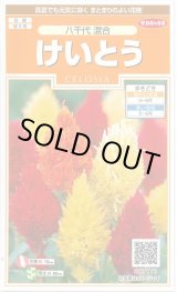 画像: 送料無料　花の種　けいとう　八千代混合　約186粒　(株)サカタのタネ　実咲200（026322）