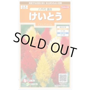 画像: 送料無料　花の種　けいとう　八千代混合　約186粒　(株)サカタのタネ　実咲200（026322）