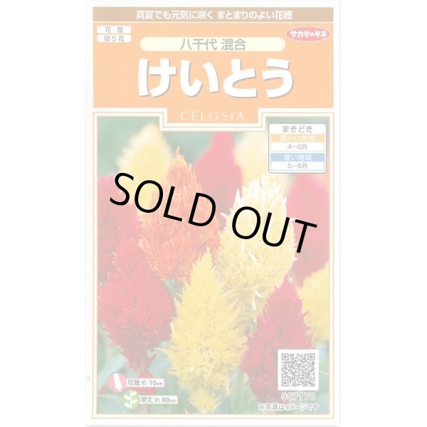 画像1: 花の種 けいとう 八千代混合 約186粒 (株)サカタのタネ 実咲200（026322） (1)