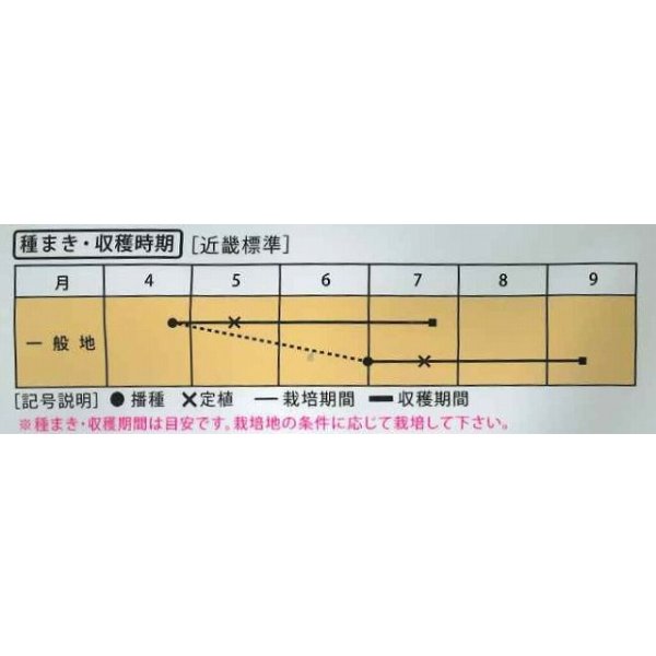 画像3: 送料無料　[とうもろこし]　もちもち太郎バイカラー　1dl(約300粒)　(株)大和農園 (3)