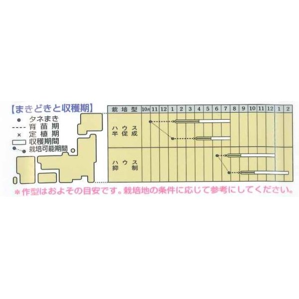 画像2: [トマト/桃太郎系]　桃太郎ヨーク　18粒 　タキイ種苗（株）　DF　 (2)