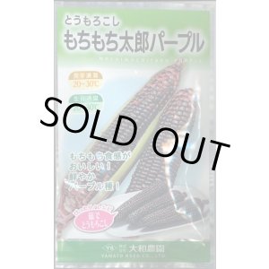 画像: 送料無料　[とうもろこし]　もちもち太郎パープル　20ml(約70粒)　（株）大和農園
