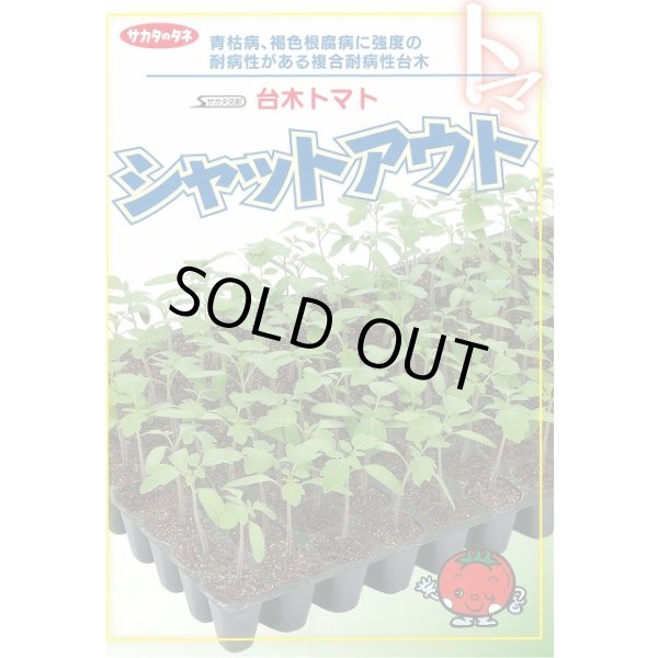 画像2: 送料無料 [台木/トマト用] シャットアウト 1000粒 (株)サカタのタネ (2)