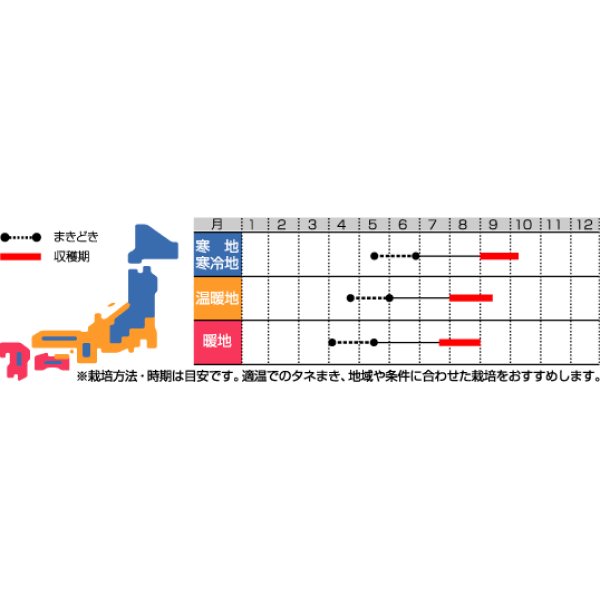 画像3: [とうもろこし]　まるポップ　200粒　サカタ交配 (3)