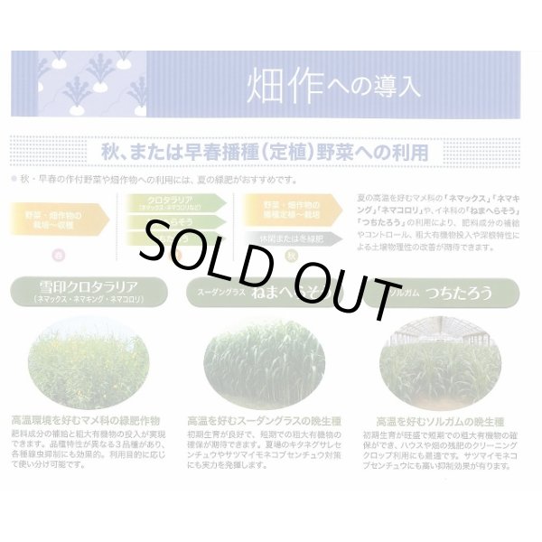 画像4: [緑肥]　ねまへらそう　(ス-パーダン2)　1kg　雪印種苗(株) (4)