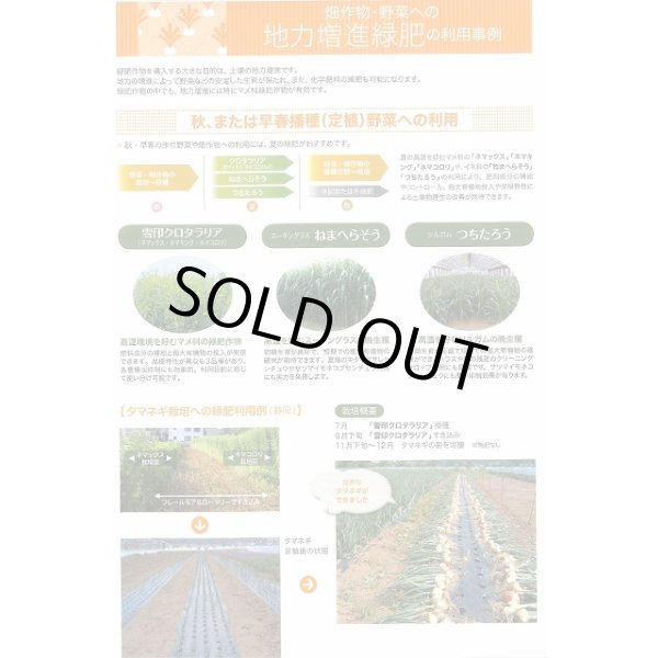 画像6: [緑肥]　ねまへらそう　(ス-パーダン2)　1kg　雪印種苗(株) (6)