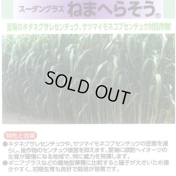 画像3: [緑肥]　ねまへらそう　(ス-パーダン2)　1kg　雪印種苗(株) (3)