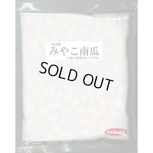 画像1: 送料無料　[かぼちゃ]　みやこ　500粒　(株)サカタのタネ (1)