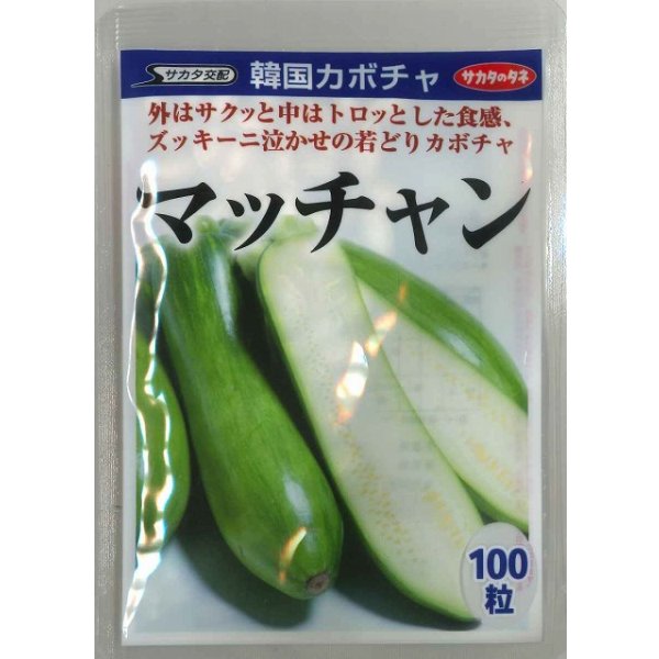 画像1: 送料無料 [かぼちゃ] マッチャン 100粒 (株)サカタのタネ (1)