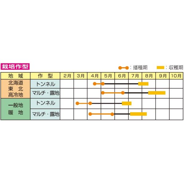 画像3: [とうもろこし]　ピュアホワイトSP   200粒　雪印種苗 (3)