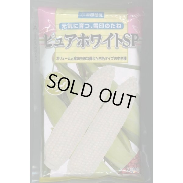 画像1: 送料無料[とうもろこし]　ピュアホワイトSP　2000粒　雪印種苗（株） (1)