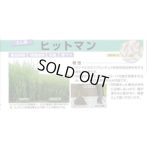 画像2: [緑肥]　えん麦　ヒットマン　1kg　カネコ種苗(株) (2)