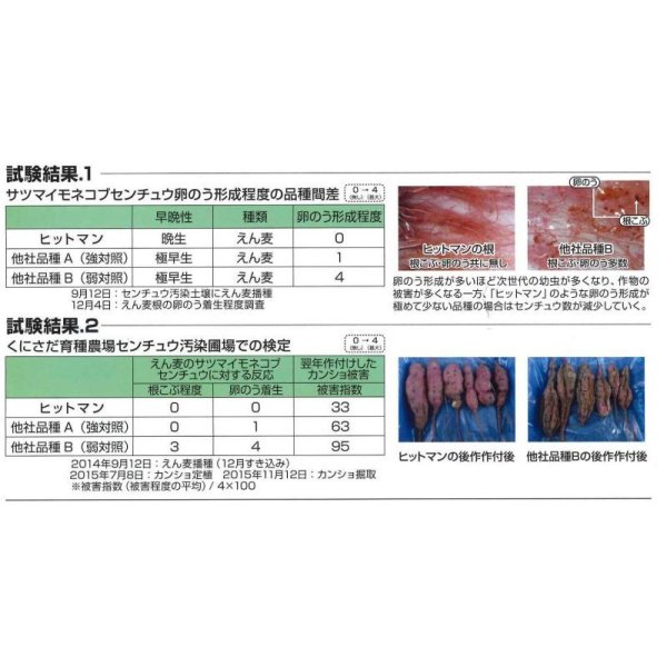 画像4: [緑肥]　えん麦　ヒットマン 　1kg  カネコ種苗(株） (4)