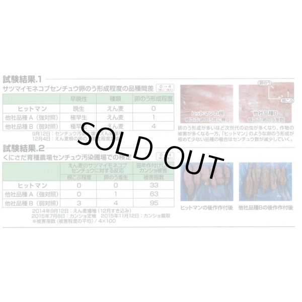 画像4: [緑肥]　えん麦　ヒットマン　1kg　カネコ種苗(株) (4)