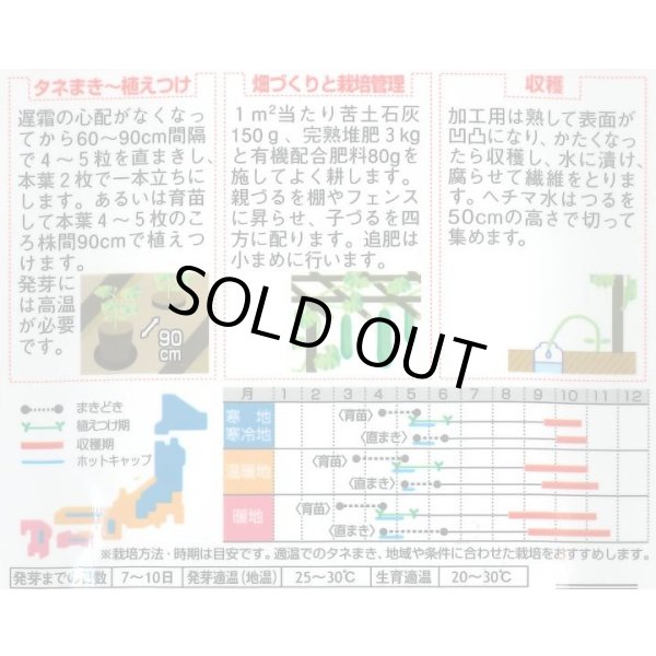 画像2: 送料無料　ヘチマ　約35粒　  (株)サカタのタネ　実咲250（002864） (2)