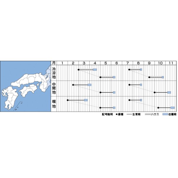 画像2: [ほうれんそう]　タフスカイ　（種子サイズ：L）3万粒　タキイ種苗(株) (2)