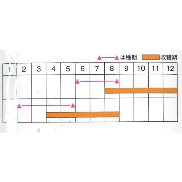 画像4: 送料無料　[キュウリ]　ワントップ　350粒　(株)ときわ研究場 (4)
