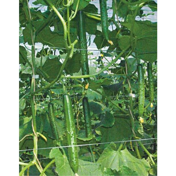 画像5: 送料無料　[キュウリ]　ワントップ　350粒　(株)ときわ研究場 (5)