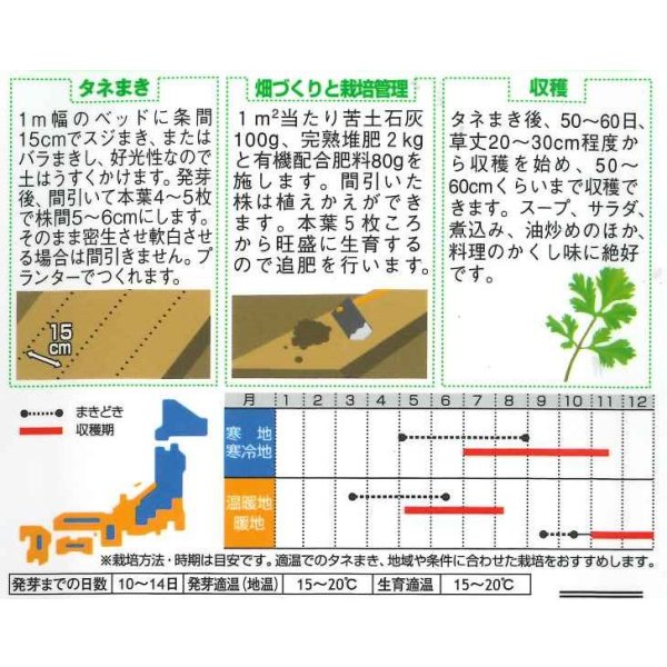 画像2: [セロリ]　スープセロリ　約2600粒　サカタのタネ（株）　実咲200 (2)