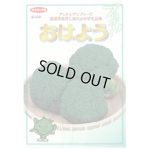 画像4: 送料無料　[ブロッコリー]　おはよう　2000粒　(株)サカタのタネ (4)