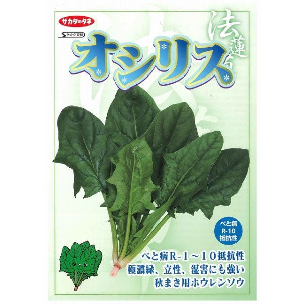 画像6: [ほうれんそう]　オシリス　2万粒　種子サイズ：L　（株）サカタのタネ (6)