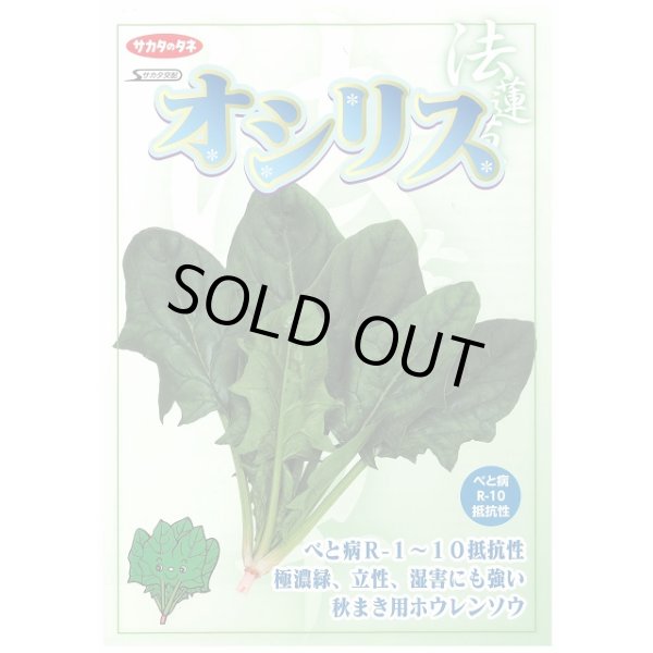 画像6: [ほうれんそう] オシリス 2万粒 種子サイズ：L （株）サカタのタネ (6)