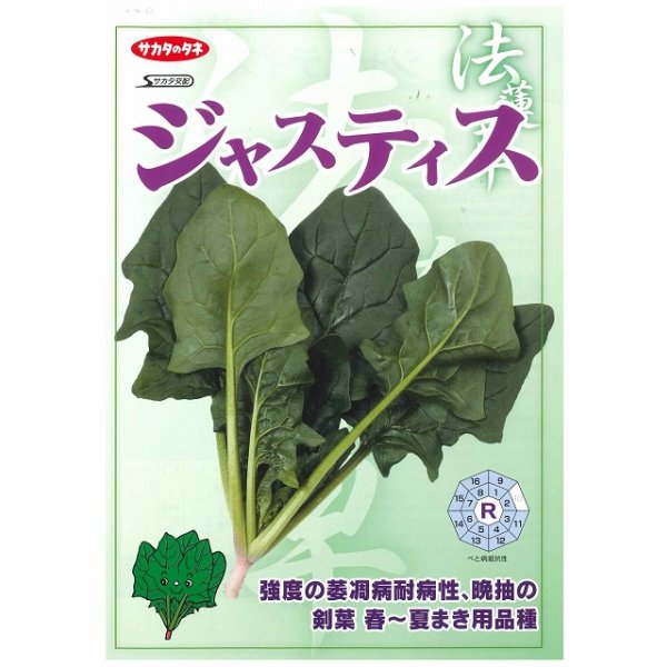 画像4: [ほうれんそう] ジャスティス 種子サイズ M 3万粒 （株）サカタのタネ (4)