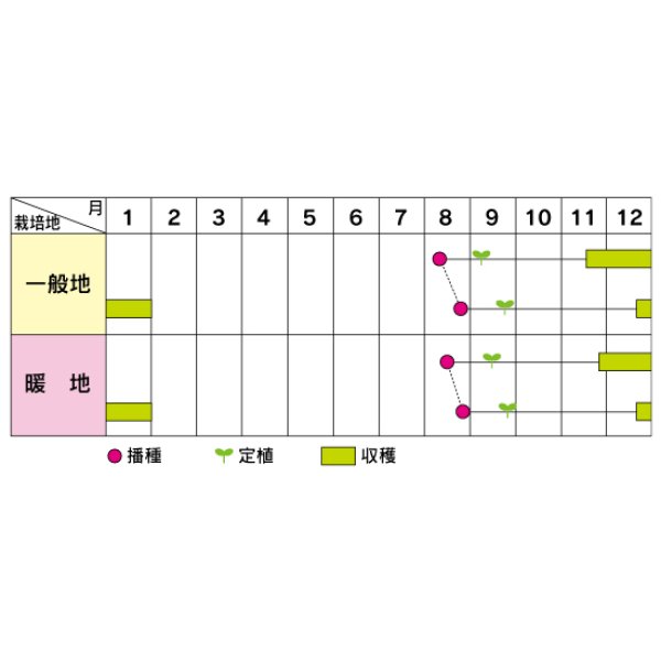 画像4: 送料無料　[ブロッコリー]　こんにちは　ペレット5000粒　(株)サカタのタネ (4)