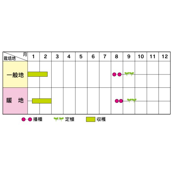 画像4: 送料無料　[ブロッコリー]　こんばんは　2000粒　(株)サカタのタネ (4)