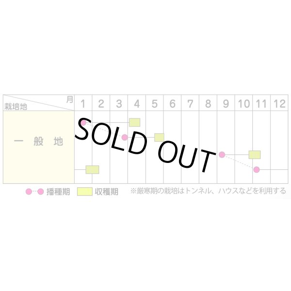 画像5: 送料無料 [かぶ] 二刀 1dl (株)サカタのタネ (5)