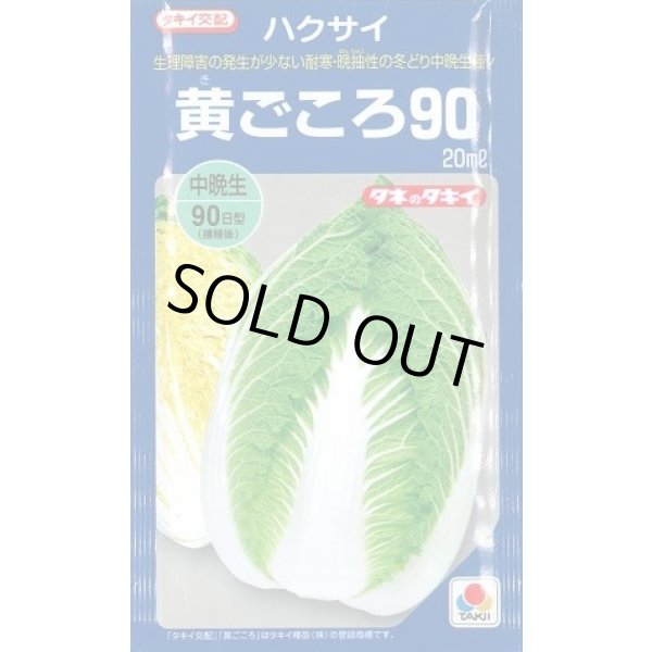 画像1: 送料無料　[白菜]　黄ごころ90　20ml　タキイ種苗(株) (1)