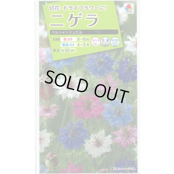 画像1: 送料無料　花の種　ニゲラ　ペルシャンジュエル　1.5ml　タキイ種苗（株）NL200 (1)