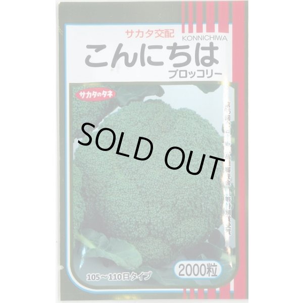 画像1: 送料無料　[ブロッコリー]　こんにちは　2000粒　(株)サカタのタネ (1)