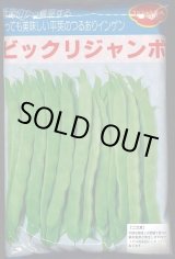 画像: [いんげん]　ビックリジャンボ　1L　ヴィルモランみかど（株）