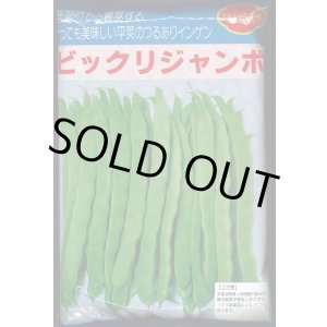 画像: [いんげん]　ビックリジャンボ　1L　ヴィルモランみかど（株）