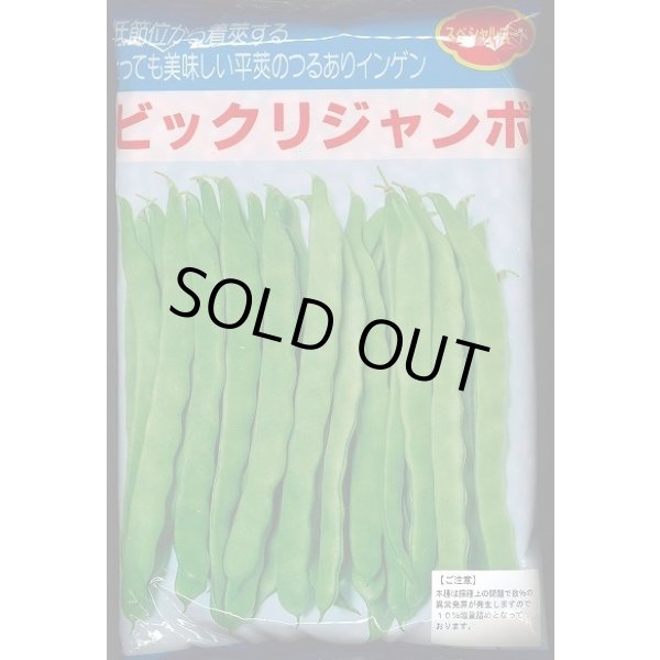 画像1: [いんげん]　ビックリジャンボ　1L　ヴィルモランみかど（株） (1)