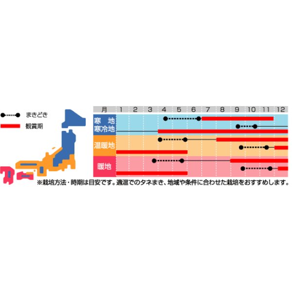 画像2: 送料無料　花の種　白妙菊　ダイヤモンド　約215粒　（株）サカタのタネ　実咲250（026246） (2)