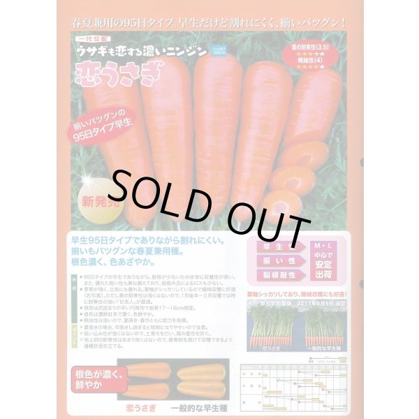 画像2: [人参]　恋うさぎ　コート1万粒　ナント種苗(株) (2)