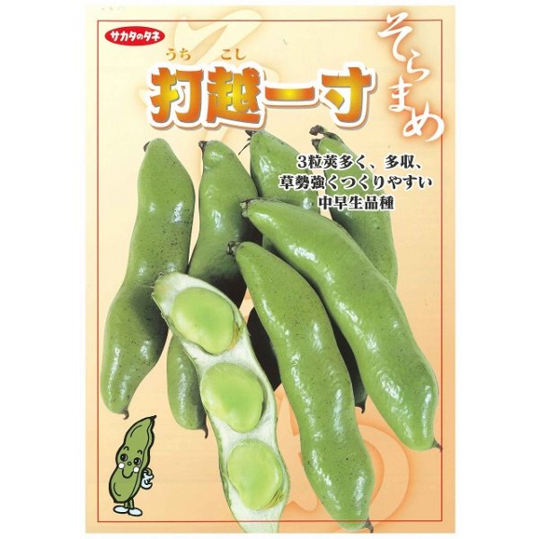 画像2: [そら豆]　打越一寸　1L(およそ220粒)(株)サカタのタネ (2)
