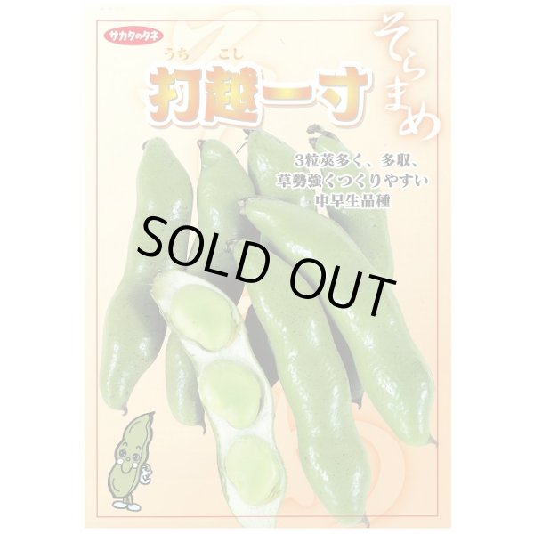 画像2: [そら豆]　打越一寸　1L(およそ220粒)(株)サカタのタネ (2)