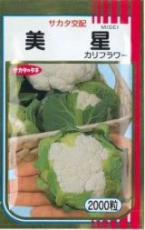 画像: 送料無料　[カリフラワー]　美星　2000粒　貴種(コートしてません)　(株)サカタのタネ