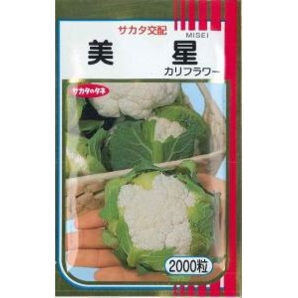 画像1: 送料無料　[カリフラワー]　美星　2000粒　貴種(コートしてません)　(株)サカタのタネ (1)