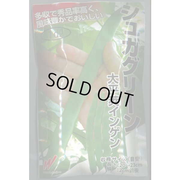 画像1: 送料無料　[いんげん]　シュガグリーン　1dl　渡辺農事（株） (1)