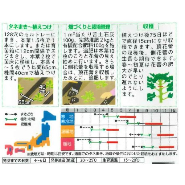 画像2: 送料無料　[ブロッコリー]　緑嶺　約110粒　(株)サカタのタネ　実咲450（002930） (2)