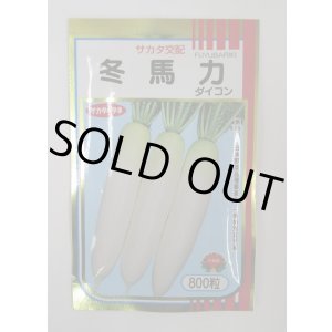 画像: 送料無料　大根　冬馬力　800粒　(株)サカタのタネ