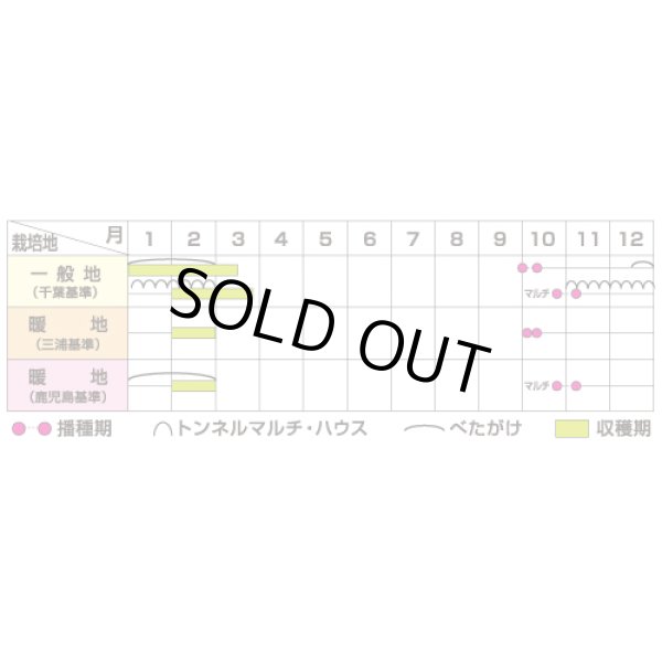 画像4: 送料無料 大根 冬馬力 800粒 (株)サカタのタネ (4)