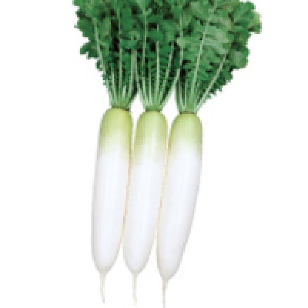 画像2: 送料無料 大根 冬馬力 5000粒 ペレット種子 (株)サカタのタネ (2)